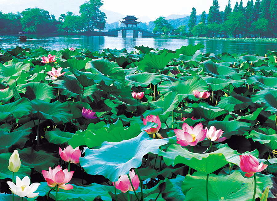 Best Places to View Lotus Flowers